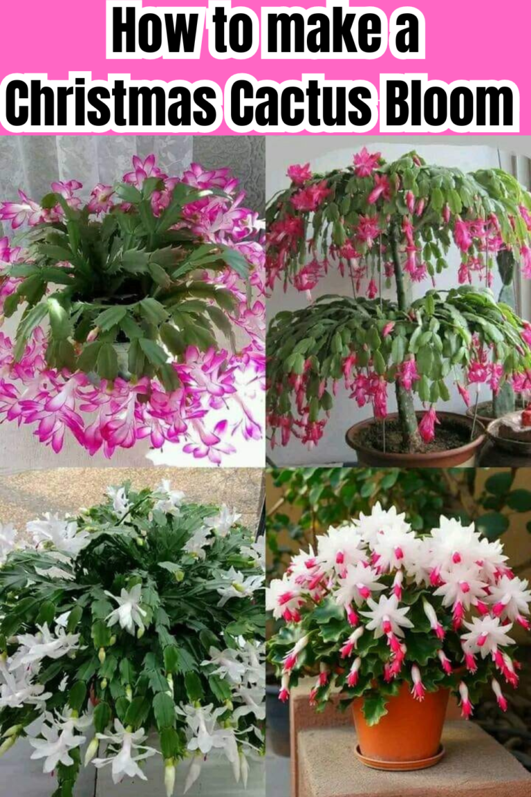 Unlocking The Secret To Christmas Cactus Blooms A Step By Step Guide   How To Make A Christmas Cactus Bloom 768x1152 