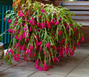 Unlocking the Secret to Christmas Cactus Blooms: A Step-By-Step Guide ...