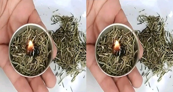 Burning Rosemary at Home: The Surprising Effects Unveiled Moments Later ...